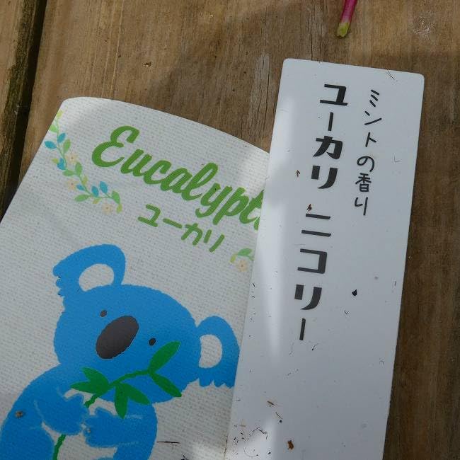 Amazon.co.jp: ユーカリ 苗木 苗 ニコリー ニッコリー 全高100cm 7号